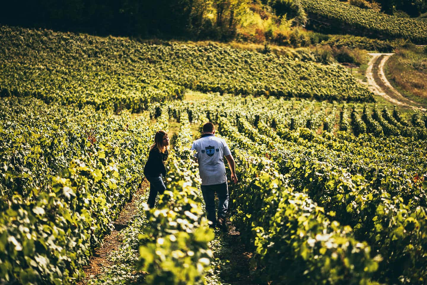 Faire une dégustation chez un vigneron indépendant : Champagne Maurice Choppin avec BnB Epernay
Une visite incontournable