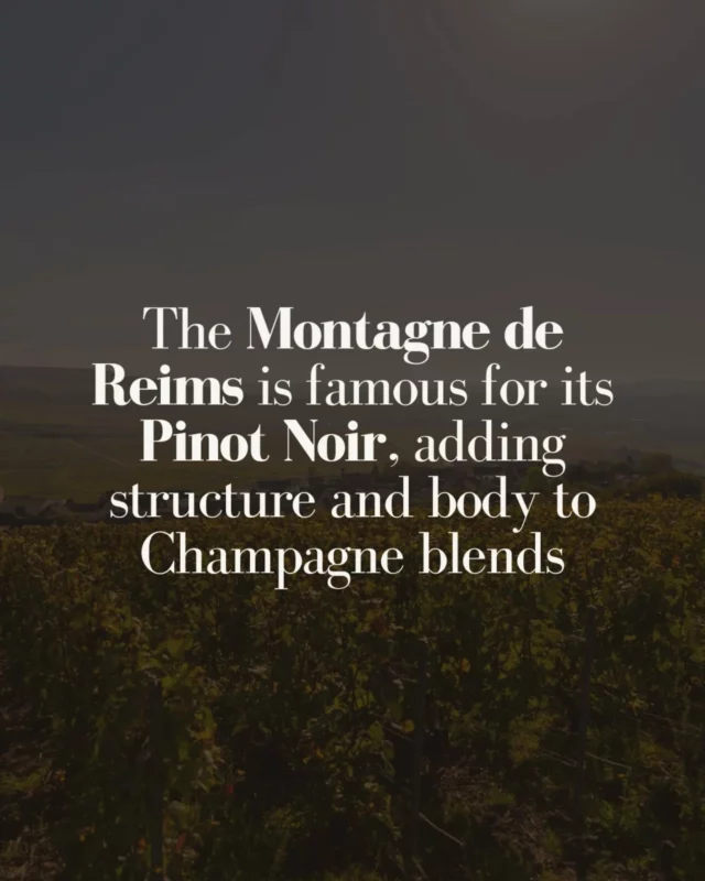 🍇 𝗗𝗶𝗱 𝘆𝗼𝘂 𝗸𝗻𝗼𝘄? 𝗧𝗵𝗲 𝗠𝗼𝗻𝘁𝗮𝗴𝗻𝗲 𝗱𝗲 𝗥𝗲𝗶𝗺𝘀 𝗶𝘀 𝗿𝗲𝗻𝗼𝘄𝗻𝗲𝗱 𝗳𝗼𝗿 𝗶𝘁𝘀 𝗣𝗶𝗻𝗼𝘁 𝗡𝗼𝗶𝗿! 🍇
This iconic grape variety gives Champagne its structure, depth, and elegance. Nestled between Épernay and Reims, this area boasts chalky soils and cool climates, perfect for cultivating Pinot Noir.
✨ 𝙒𝙝𝙖𝙩 𝙈𝙖𝙠𝙚𝙨 𝙋𝙞𝙣𝙤𝙩 𝙉𝙤𝙞𝙧 𝙎𝙥𝙚𝙘𝙞𝙖𝙡?
- Adds boldness and richness to blends.
- Contributes to the complexity and aging potential of Champagne.
- Perfect for lovers of fuller-bodied sparkling wines.
💡 𝙋𝙧𝙤 𝙏𝙞𝙥: Explore the villages of Verzenay, Verzy, or Bouzy in the Montagne de Reims—true havens for Pinot Noir enthusiasts.
𝙃𝙖𝙫𝙚 𝙮𝙤𝙪 𝙚𝙫𝙚𝙧 𝙩𝙧𝙞𝙚𝙙 𝙖 𝙋𝙞𝙣𝙤𝙩 𝙉𝙤𝙞𝙧-𝙙𝙤𝙢𝙞𝙣𝙖𝙣𝙩 𝘾𝙝𝙖𝙢𝙥𝙖𝙜𝙣𝙚?
✨ Want to know all about Champagne?
Tips, stories & favorites on my blog for an unforgettable trip! 🥂
💬 Questions? Drop them in the comments, I’ll be happy to answer!
➤ Offering authentic stays in Épernay
✦ Passionate about sharing the best of Champagne
⟡ Helping you feel at home in Champagne
✎ Writer of the only blog 100% dedicated to Champagne
⚠ ᴀʟᴄᴏʜᴏʟ ᴀʙᴜsᴇ ɪs ᴅᴀɴɢᴇʀᴏᴜs ғᴏʀ ʏᴏᴜʀ ʜᴇᴀʟᴛʜ. ᴅʀɪɴᴋ ʀᴇsᴘᴏɴsɪʙʟʏ.
𝗦𝗮𝗿𝗮𝗵